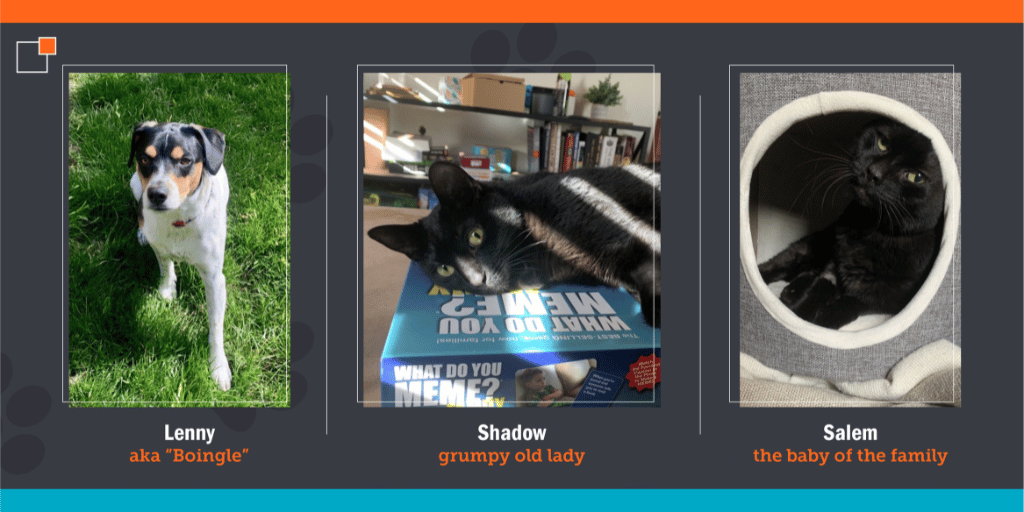 movers shakers 4 pets