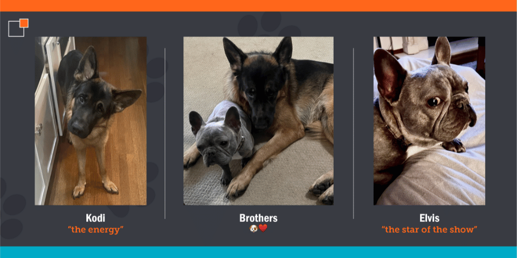 German Shepherds
