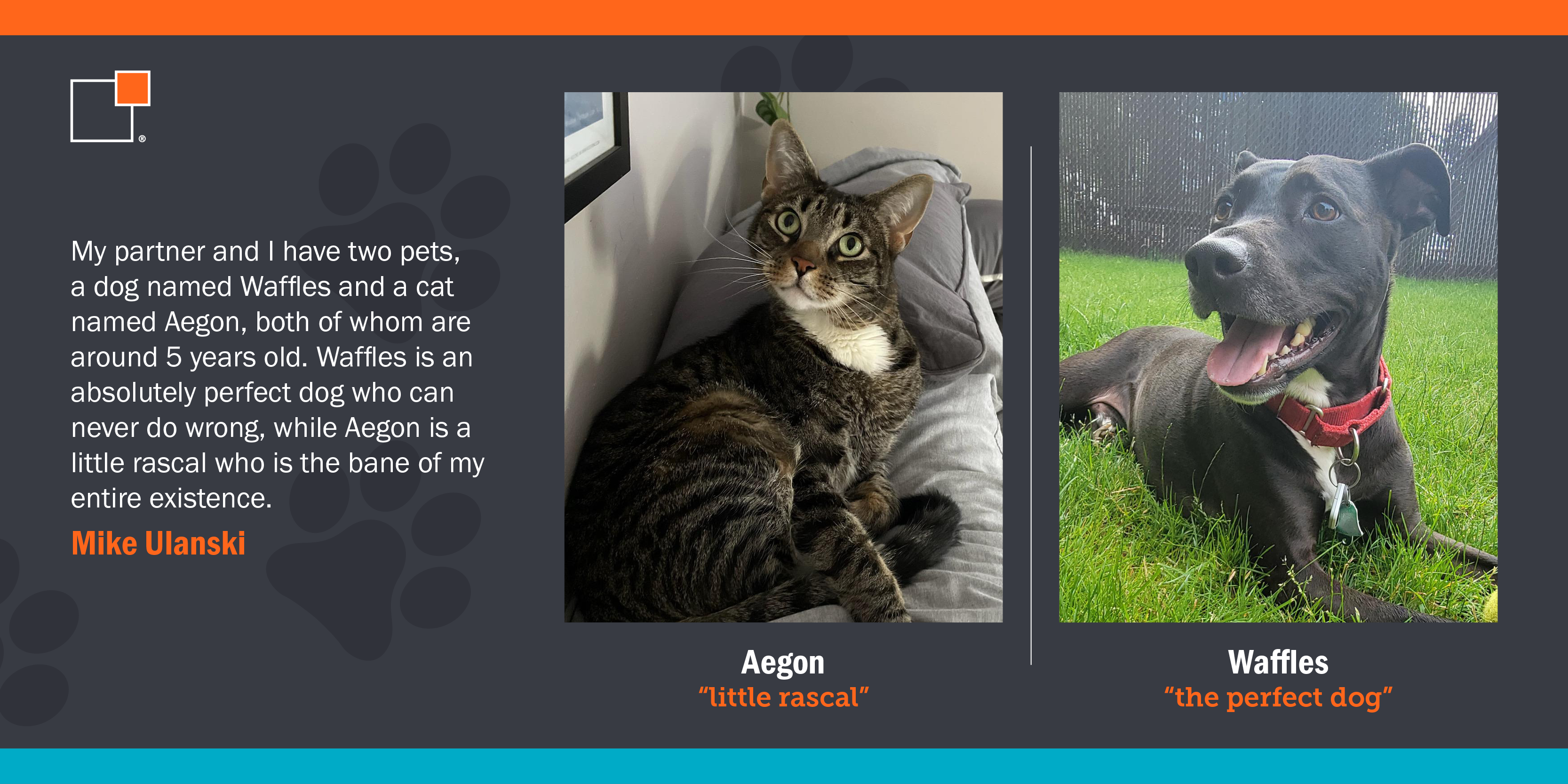 Photo of Aegon the cat or "little rascal" and Waffles "the perfect dog"