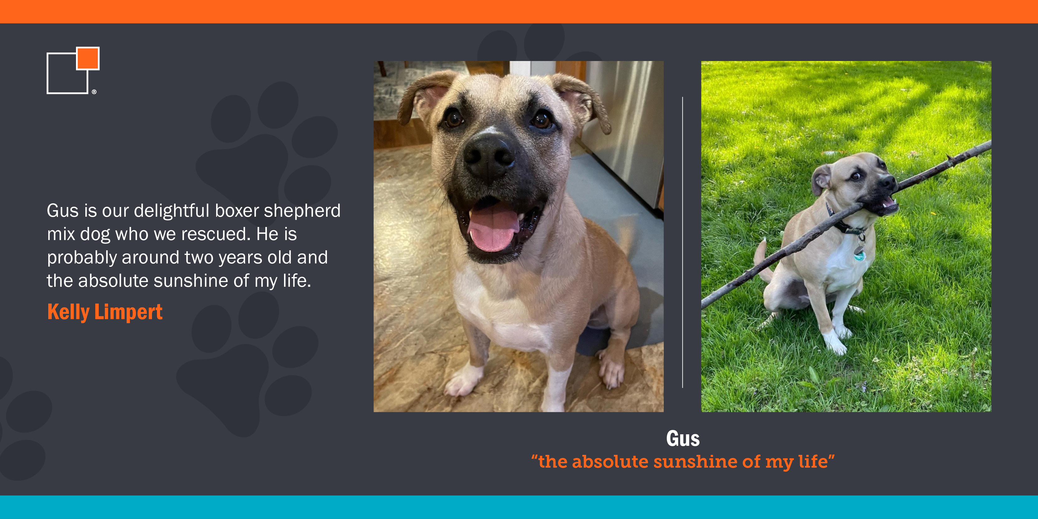 Photos of Gus the dog, "the absolute sunshine of my life"