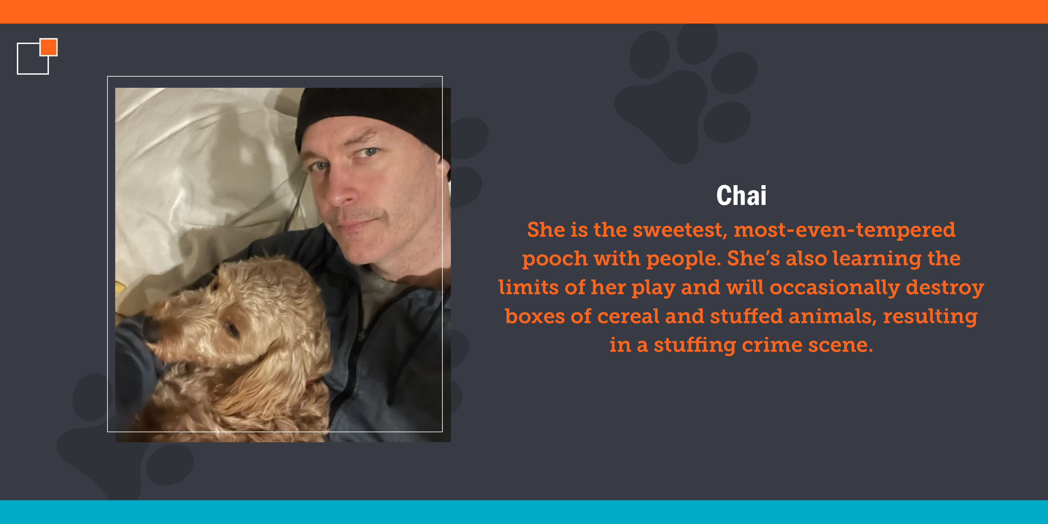 One dog named Chai, a 30-pound golden doodle rescued in December of 2022 by way of a Kentucky puppy mill. She is the sweetest, most-even-tempered pooch with people. She’s also learning the limits of her play and will occasionally destroy boxes of cereal and stuffed animals, resulting in a stuffing crime scene.